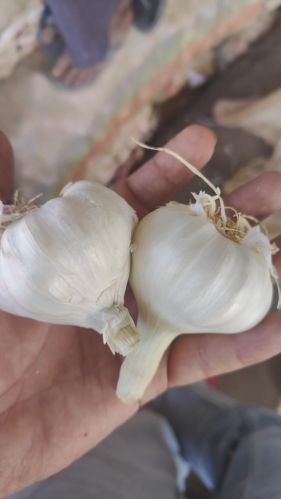 Organic fresh garlic, Color : White for Cooking
