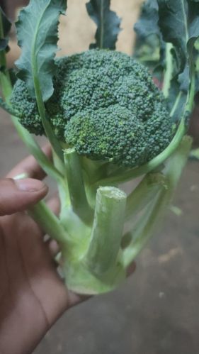 Fresh broccoli, Packaging Type : Dark Green