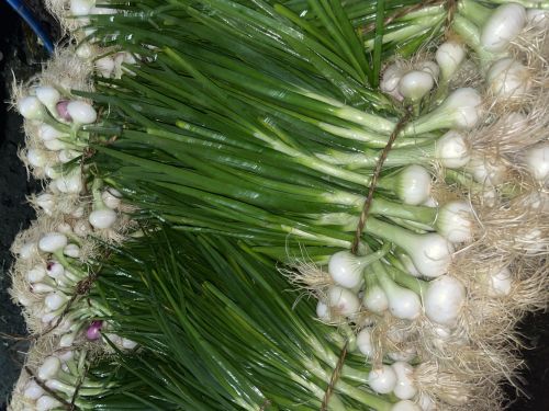 Spring Onion, Cultivation Type : Natural Green