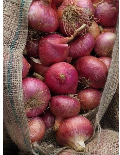 Natural Red Onion, Shape : Round, Speciality : Hygienic