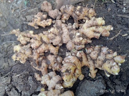 Natural Fresh Ginger Unwashed, Packaging Size : 25Kg, 50Kg