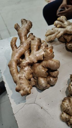 Natural ginger, Packaging Size : 5Kg, 25Kg, 50Kg