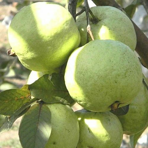Common Vnr Bihi Guava, Packaging Size : 10Kg, 20Kg
