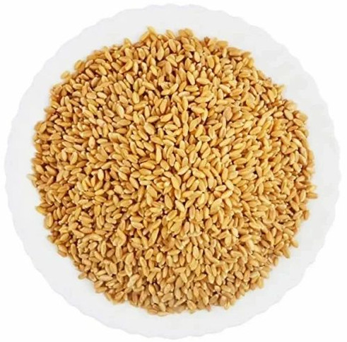 Organic A Grade Wheat Grain, Packaging Type : Plastic Bag, Packaging Size : 50-100kg For Cooking