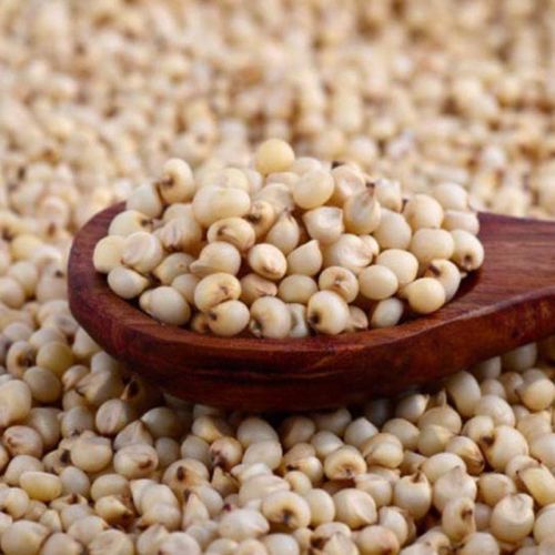 Jowar Seeds Dried, Packaging Type : PP Bag for Food Processing