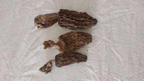 A Grade Dried Morels Mushroom, Packaging Type : Loose, Form : Whole