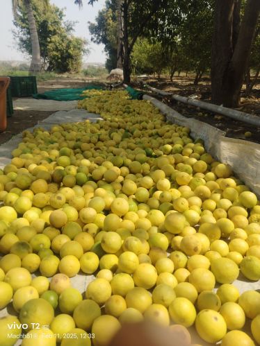 Natural Lemon, Color : Yellow, State of Origin : Maharashtra