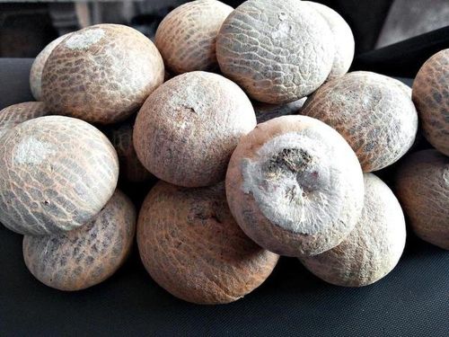 Common White Betel Nut, Form : Solid, Packaging Size : 1Kg