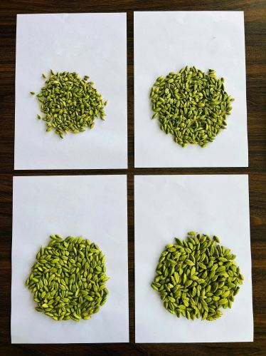 Cardamom, Color : Green for Spices