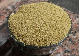 Browntop Millet, Color : Green 10%, Grade : Feed Grade