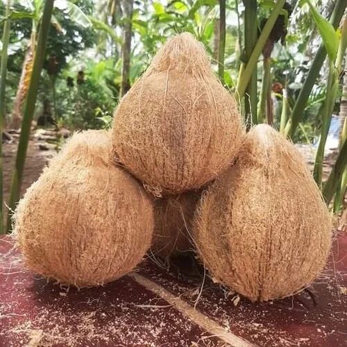 Natural Pure Semi Husked Coconut, Color : Brown, Packaging Type : Bag, Speciality : Free From Impurities