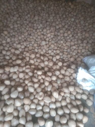 Organic Raw coconut, Brand Name : RRR, Form : Solid