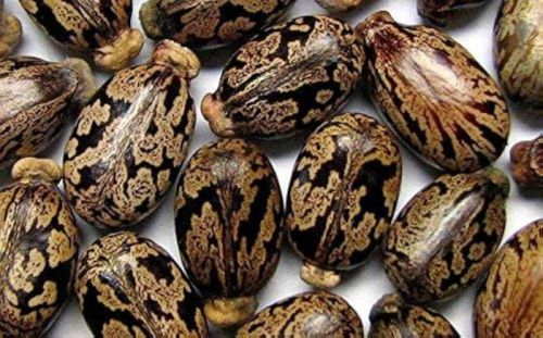 Natural Castor Seeds For Agriculture