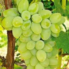 Organic B Grade Green Grapes, Packaging Type : Thermocol Box, Packaging Size : 5-10 Kg For Human Consumption