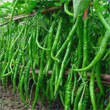 Organic Hybrid G4 Green Chilli, Packaging Type : Paper Box, Packaging Size : 5-10 Kg For Cooking