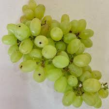 Organic Green Grapes, Packaging Type : Thermocol Box, Packaging Size : 5-10 Kg For Human Consumption