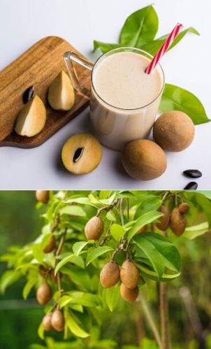 Common chiku, Packaging Type : Brown, Variety : Amalsadi Chikoo