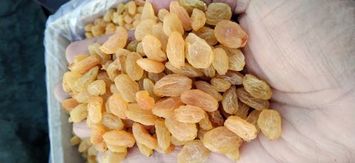 Raisins Golden, Brand Name : Luxury