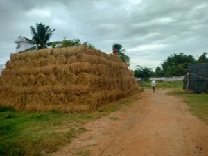 Maize Paddy Straws, Form : Pellets