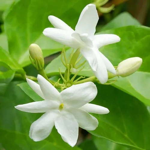 Natural Indian Jasmine Flower (Jasmine Grandiflorum)