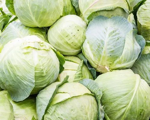 Fresh Cabbage, Color : Green, Packaging Size : 5-25kg for Cooking