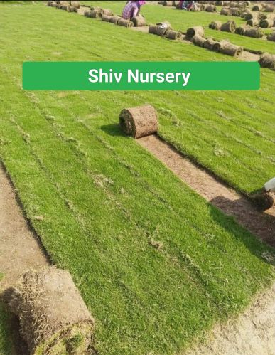 Natural Mexican Lawn Grass Multisize, Brand Name : Shiv Nursery
