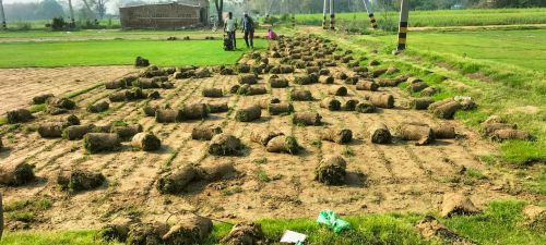 Organic Selection One Natural Carpet Grass, Brand Name : Shiv Nursery