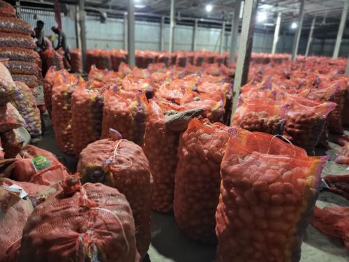 Fresh potato, Cultivation Type : Natural Gunny Bag for Cooking