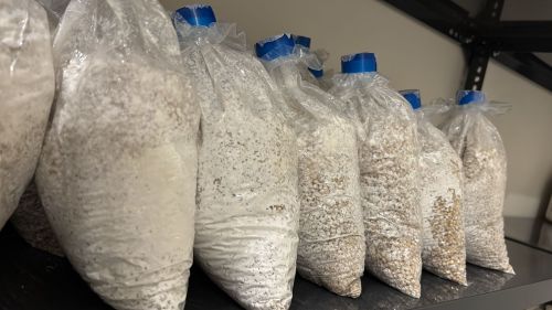 Blue Oyster Mushroom Spawn, Brand Name : MANAS 1KG