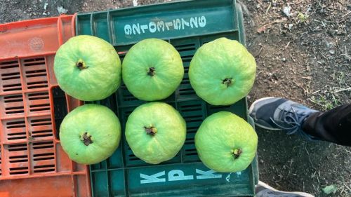 Common Fresh Vnr Guava, Packaging Size : 10Kg, 20Kg
