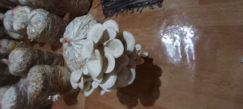 Natural fresh oyster mushroom White