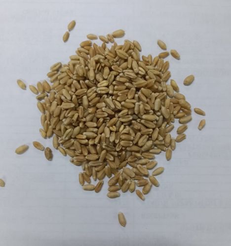 Common Wheat Seeds, Color : Yellow-creamy, Packaging Size : 25-50kg