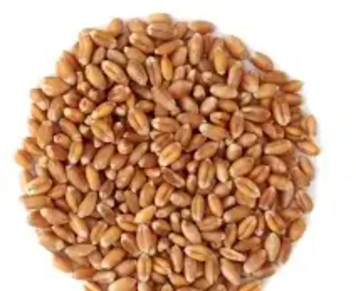 Organic wheat grain