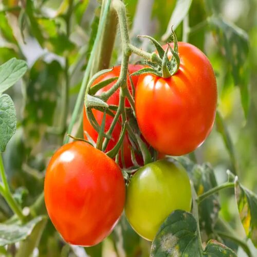 Tomato, Packaging Size : 25Kg Red for Cooking, Restaurant, Food