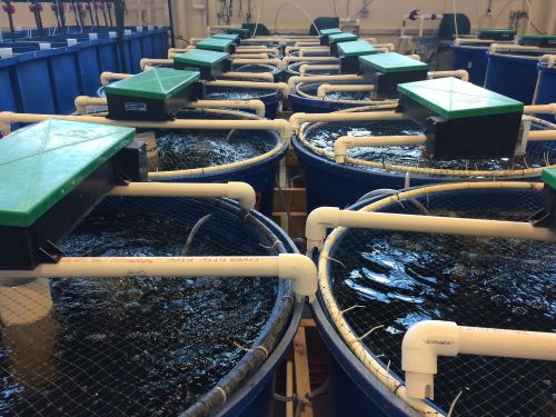 RAS Fish Farming Service for Aquaculture