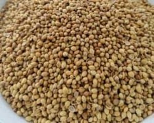 Blended Coriander Seeds (Eagle) and Powder 2%