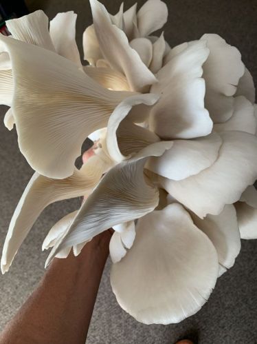 Maharashtra Natural Oyester Mushrooms white