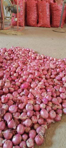 Natural Onions, Color : Red, Packaging Type : Gunny Bag