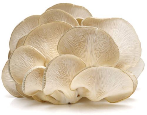 Organic Oyester Mushroom, Packaging Size : 10Kg Net Bag