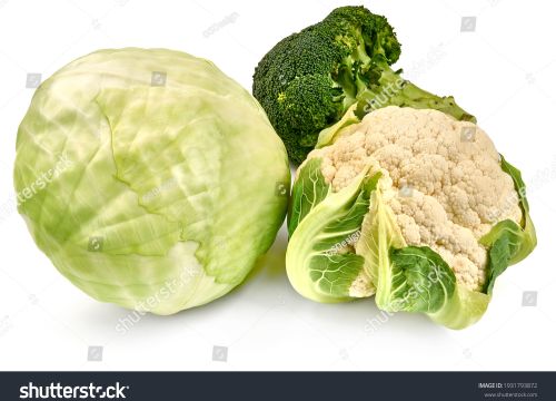 Cabbage Cauliflower For Farming