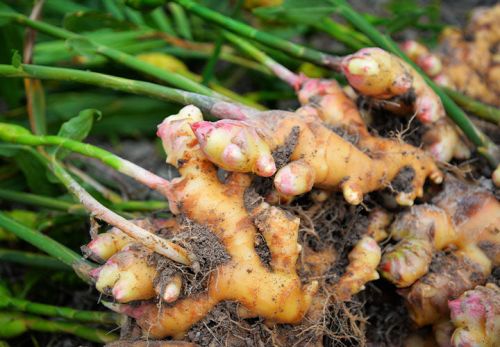 Organic fresh ginger, Packaging Size : 10Kg, 20Kg, 50Kg Carton