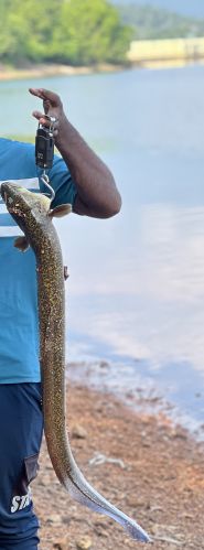 Eel Fish, Freezing Process : Cold Storage, Packaging Type : Grey