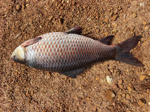 Fresh rohu fish for cooking
