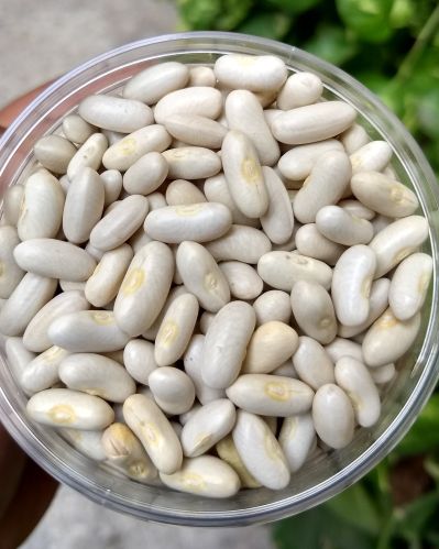 Natural Cirio Cannellini White Beans, Packaging Size : 20Kg for Cooking