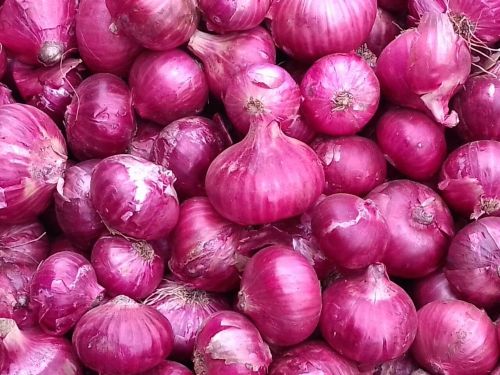 Onions, Cultivation Type : Natural Red