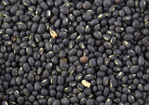 Natural 115 Urad Dal Seed, Color : Black