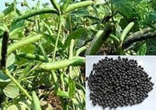 Natural CO-5 Urad Dal Seed, Color : Black