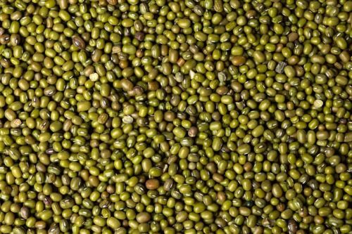 Natural K-851 Moong Dal Seed, Color : Green, Purity : 99.9%