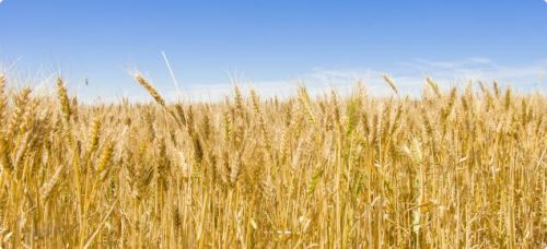 Natural WH-1105 Wheat Seed 14%, Grade Standard : Food Grade