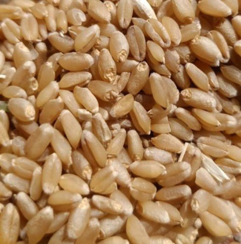 Natural PBW 550 Wheat Seed 16%, Grade Standard : Food Grade